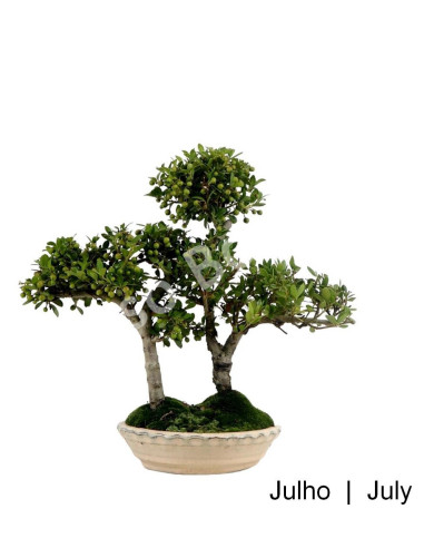 Luso Bonsaï |Bonsaï Ilex Crenata 9 ans