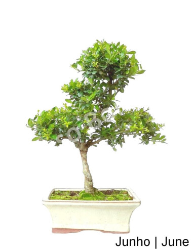 Luso Bonsai | Ilex Crenata Bonsai of 9 Years