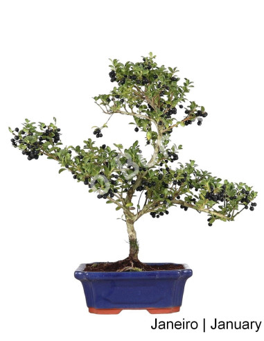 Luso Bonsai | Ilex Microphylla Bonsai 9 years