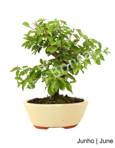 Luso Bonsai ← Prunus Spinosa Bonsai de 7 años