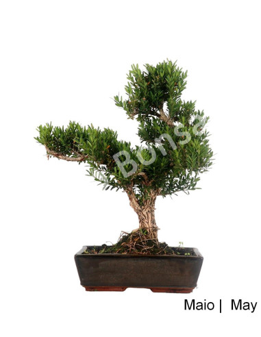 Luso Bonsai ← Buxus Harlandi Bonsai 19 años