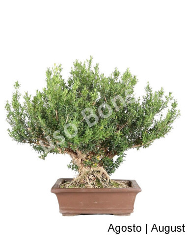 Luso Bonsai ← Buxus Harlandi Bonsai 33 años