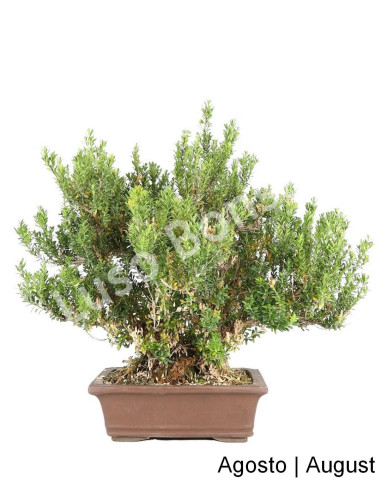 Luso Bonsai ← Buxus Harlandi Bonsai 33 años