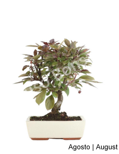 Luso Bonsai ← Macieira Courtarou Coccinella Bonsai de 12 años