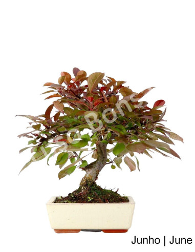 Luso Bonsai ← Macieira Courtarou Coccinella Bonsai de 9 años