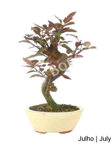 Luso Bonsai | Macieira Courtarou Coccinella Bonsai de 7 ans