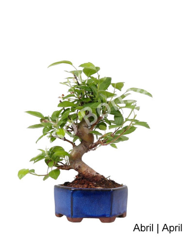 Luso Bonsai ← Macieira Everest Bonsai de 20 años