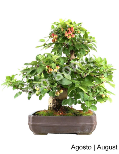 Luso Bonsai | Macieira Everest Bonsai of 40 Years