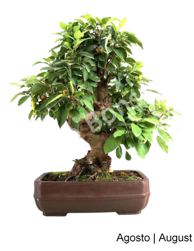 Luso Bonsai | Macieira Everest Bonsai de 40 Anos