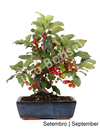 Luso Bonsai | Malus Red Jewel Bonsai 9 years