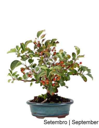 Luso Bonsai | Malus Sargentii Tina Bonsai de 7 ans