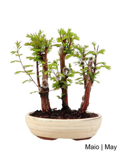 Luso Bonsai | Metasequoia Bonsai of 7 Years