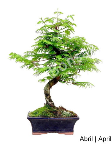 Luso Bonsai _ Metasequoia Bonsai de 9 años