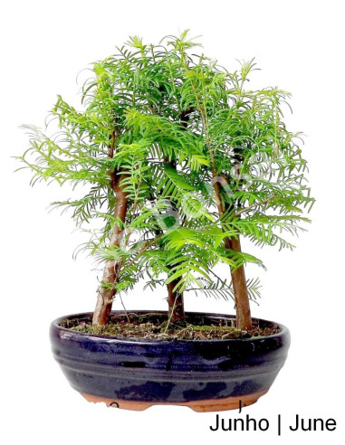 Luso Bonsai | Metasequoia Bonsai de 8 ans