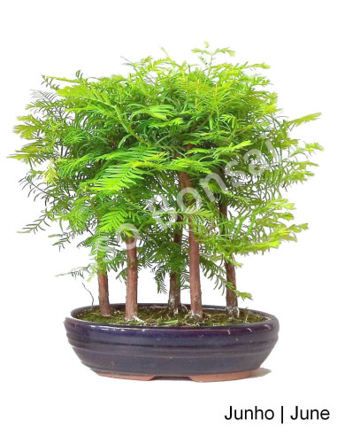 Luso Bonsai | Metasequoia Bonsai de 9 Anos