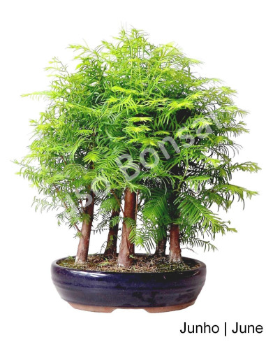 Luso Bonsai ← Metasequoia Bonsai de 12 años