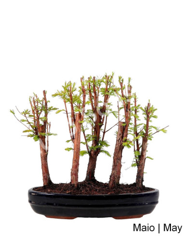 Luso Bonsai ← Metasequoia Bonsai de 13 años