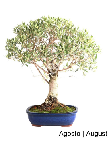 Luso Bonsai | Oliveira Bonsai de 29 Anos