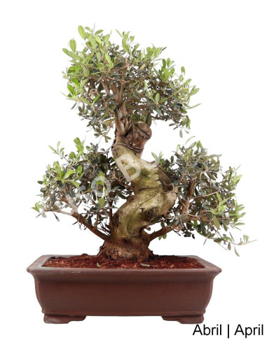 Luso Bonsai ← Oliveira Bonsai de 34 años