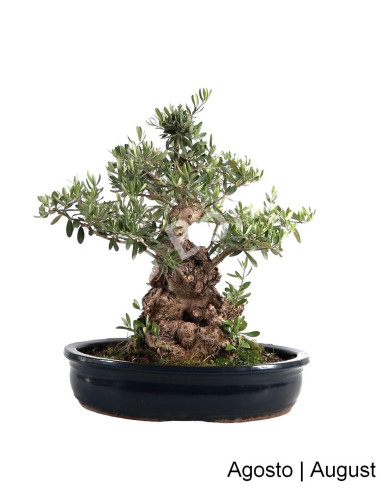 Luso Bonsai | Oliveira Bonsai de 38 Anos