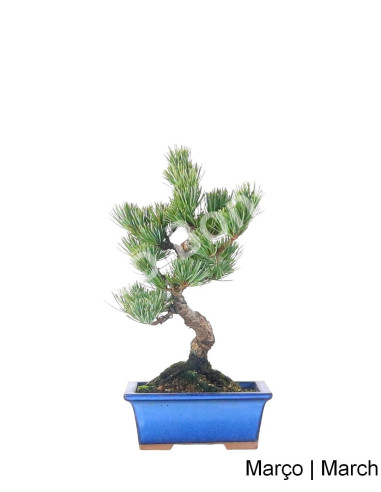 Luso Bonsai | Pinheiro Pentaphylla Bonsai de 19 anos