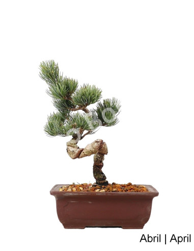 Luso Bonsai _ Pentaphyla Bonsai pino de 19 años