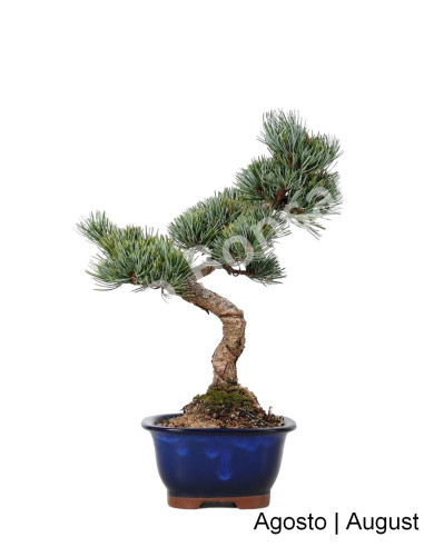 Luso Bonsai | Pentaphyla Bonsai pine of 19 Years