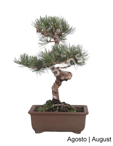 Luso Bonsai | Pentaphyla Bonsai pine of 19 Years