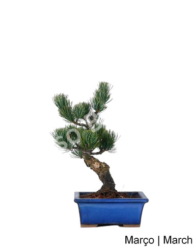 Luso Bonsai _ Pentaphyla Bonsai pino de 19 años