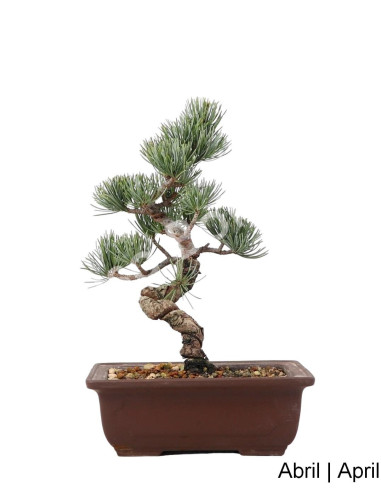 Luso Bonsai | Pinheiro Pentaphyla Bonsai de 19 Anos