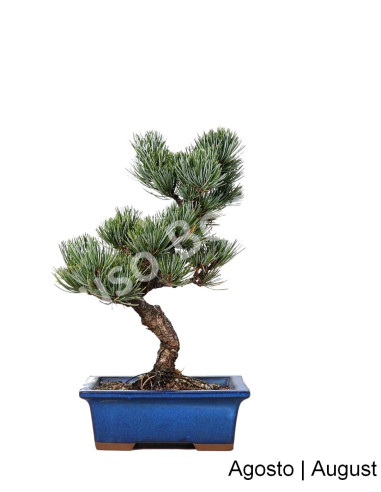 Luso Bonsai | Pinheiro Pentaphyla Bonsai de 19 Anos