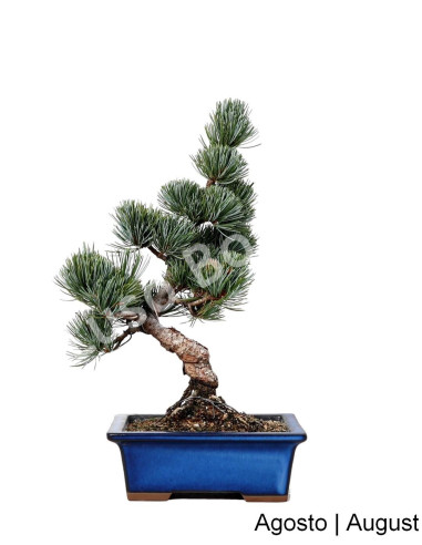 Luso Bonsai _ Pentaphyla Bonsai pino de 19 años