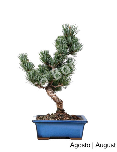 Luso Bonsai | Pinheiro Pentaphyla Bonsai de 19 Anos