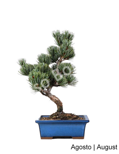 Luso Bonsai | Pinheiro Pentaphyla Bonsai de 19 Anos