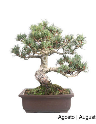 Luso Bonsai Pentaphylla Bonsai pin