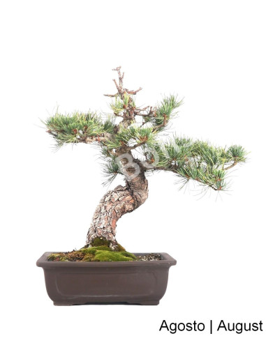 Luso Bonsai | Pinheiro Pentaphylla Bonsai de 36 anos