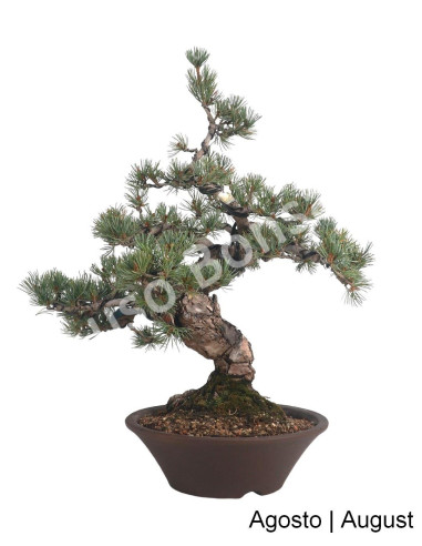 Luso Bonsai | 37-year old Pentaphylla Bonsai pine