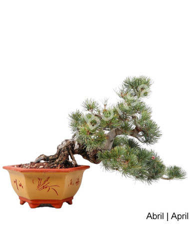 Luso Bonsai | Pinheiro Pentaphylla Bonsai de 40 anos