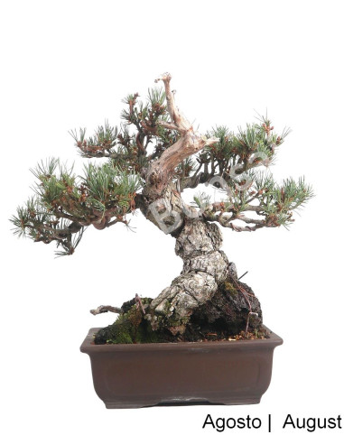 Luso Bonsai ← Pentaphylla Bonsai 40 años