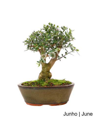 Luso Bonsai _ Zambujeiro Bonsai 9 años