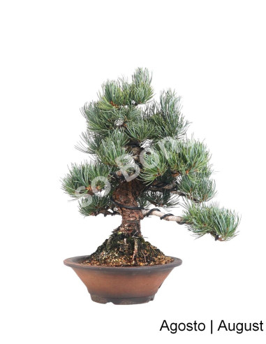 Luso Bonsai | Pinheiro Pentaphylla Bonsai 1982