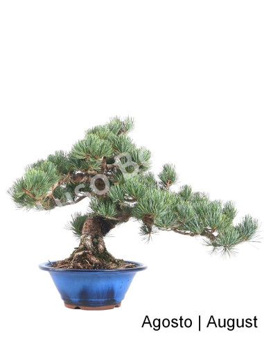 Luso Bonsai | Pinheiro Pentaphylla Bonsai de 1975