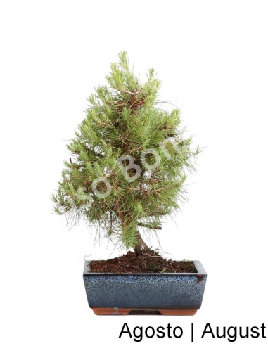 Luso Bonsai | Pinheiro Halepensis Bonsai de 9 anos