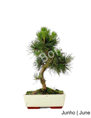 Luso Bonsai | Pinheiro Sylvestris Bonsai 9 ans