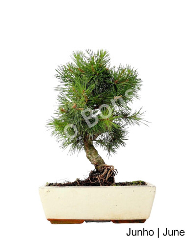 Luso Bonsai| Pinheiro Sylvestris Bonsai 12 ans