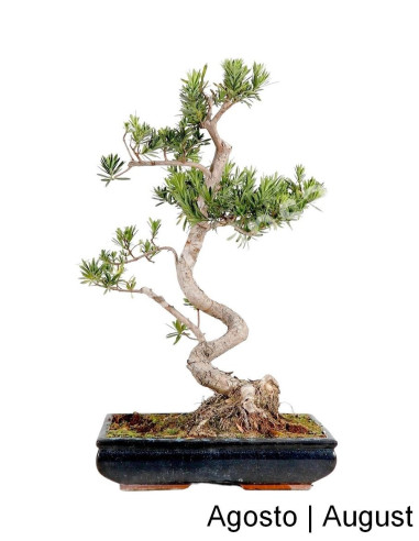 Luso Bonsai | Podocarpus Bonsai de 21 ans