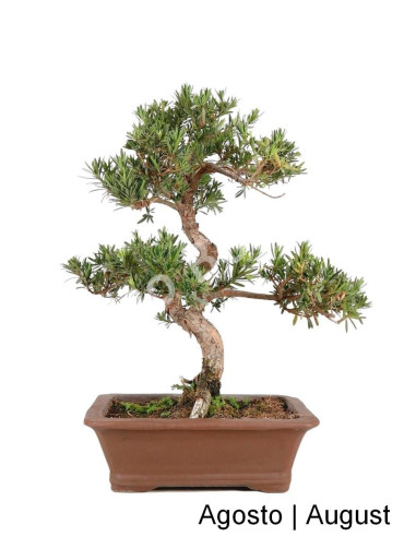 Luso Bonsai | Podocarpus Bonsai of 27 Years