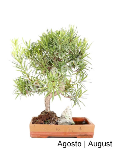 Luso Bonsai ← Podocarpus Bonsai de 31 años