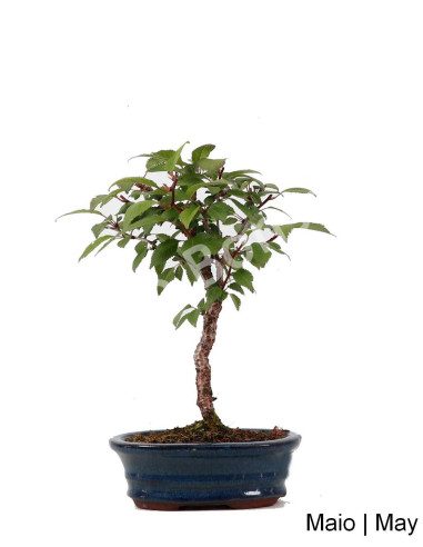 Luso Bonsai | Prunus Inc. KOJO-NO-MAI "Sakura" Bonsai de 8 anos