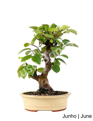 Luso Bonsai | Pseudocydonia Bonsai 25 years